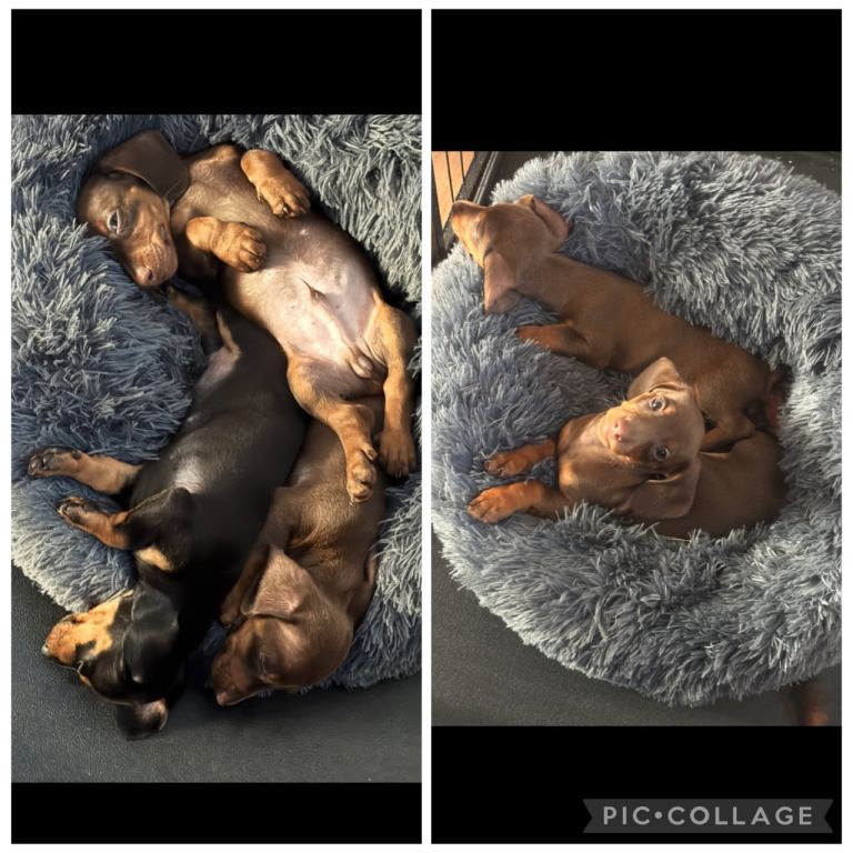 Dachshund Puppies 