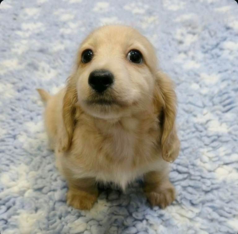 Stunning kc Registered longcoat mini Dachshund 