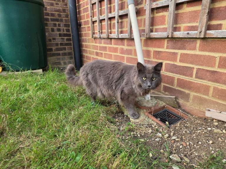 Maincoon 
