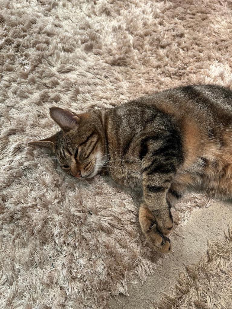 Cat for sale