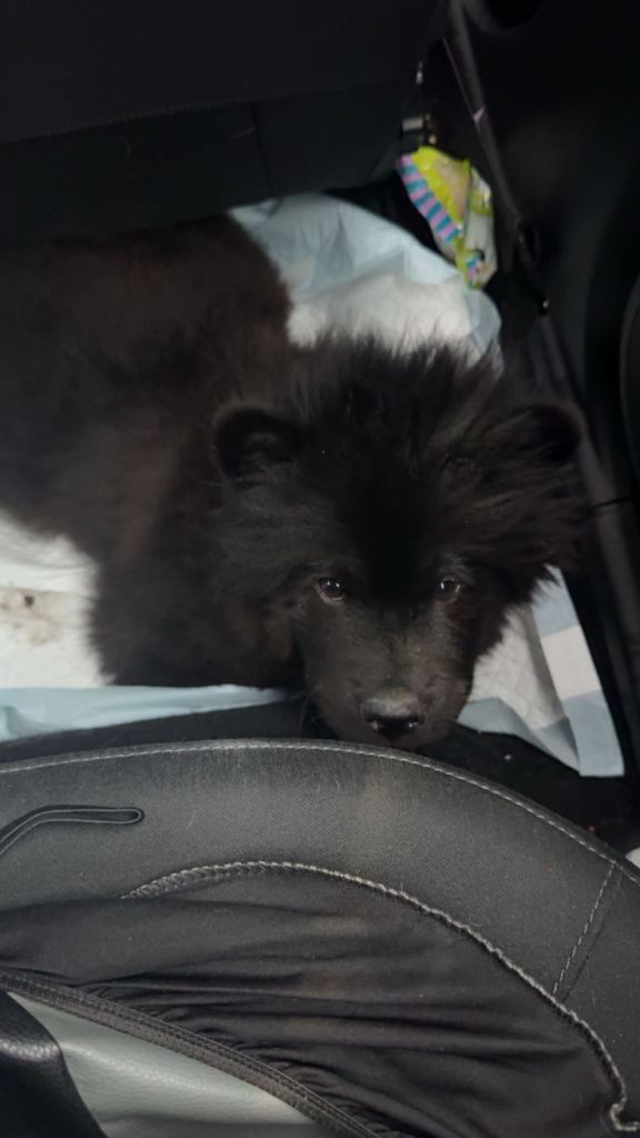 Chow chow puppy