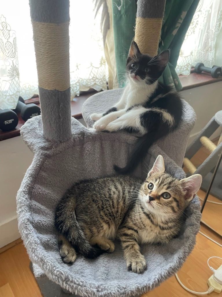 🐾 Beautiful British Shorthair Kittens Looking for Loving Homes 🐾