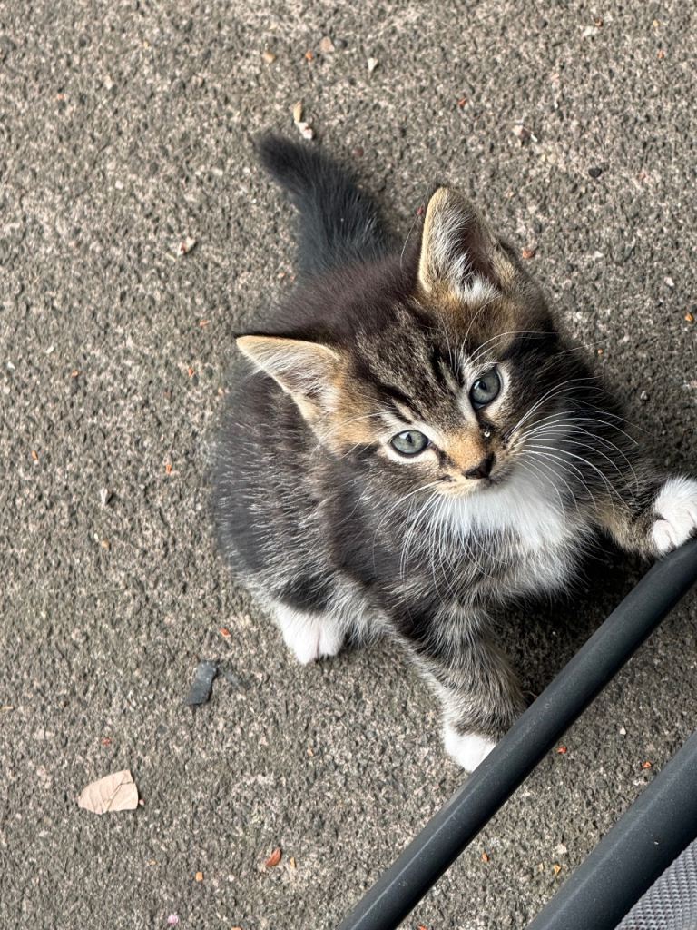 Lovely kittens for sale 