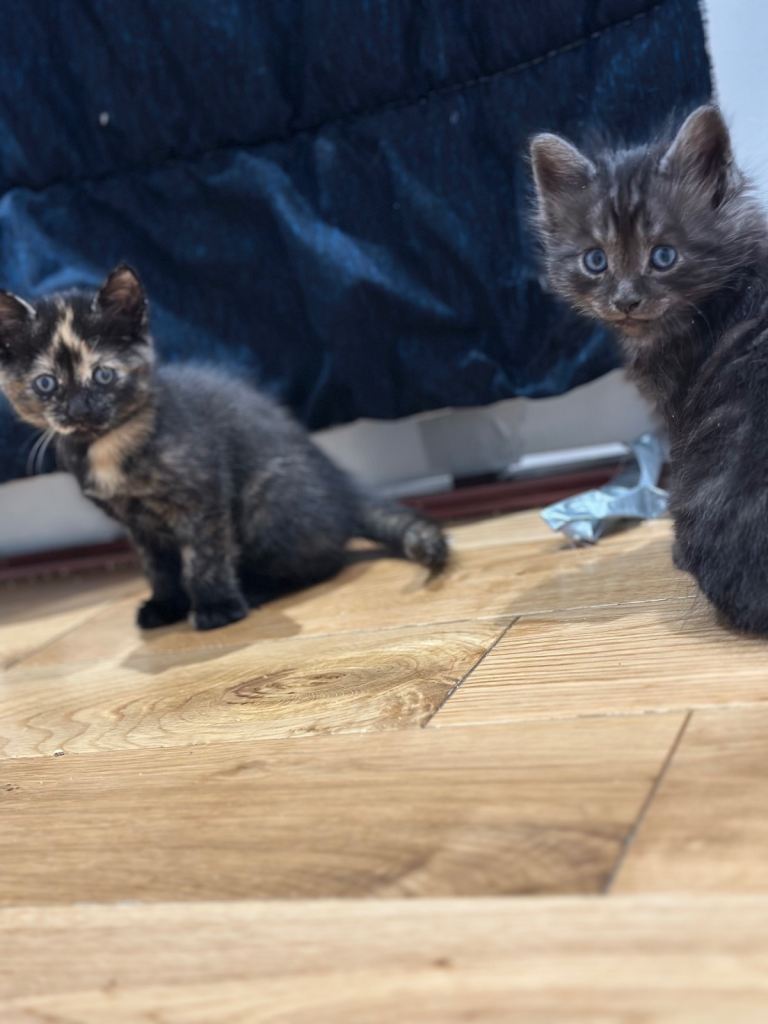 3 Beautiful Kittens for Sale