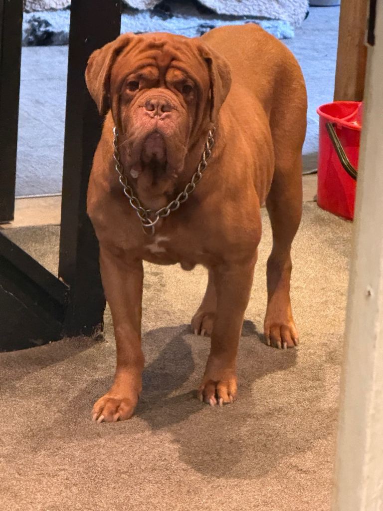 Absolute gentle giant dogue de bordeux 