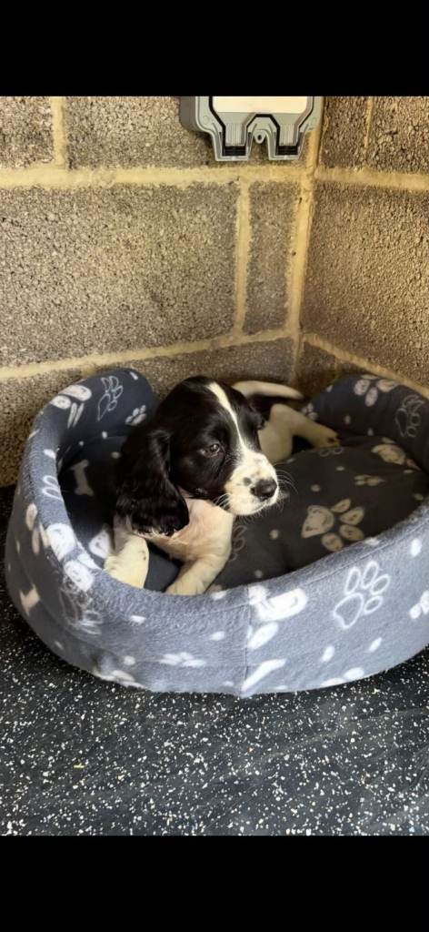 Cocker spaniels