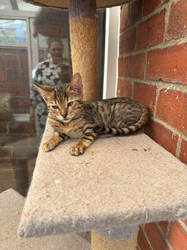 Princess - brown spot Bengal ready 