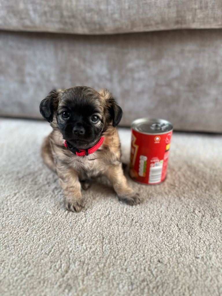 Chihuahua x puppies 