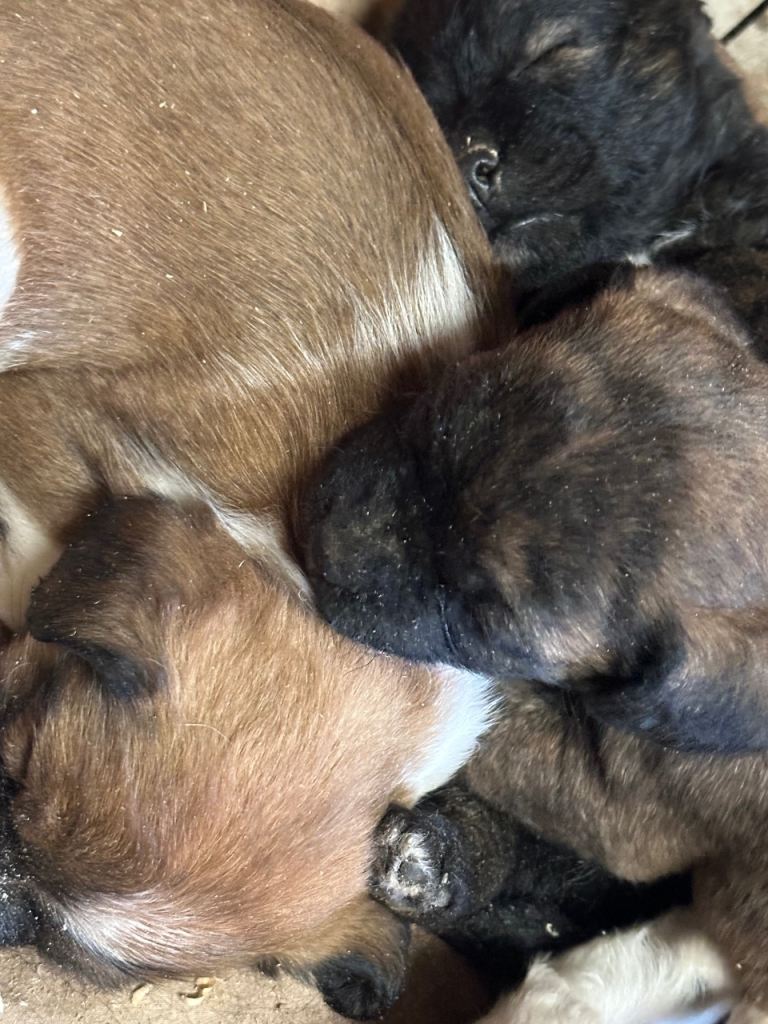 Stunning litter Jack Russel x border terrier puppies 