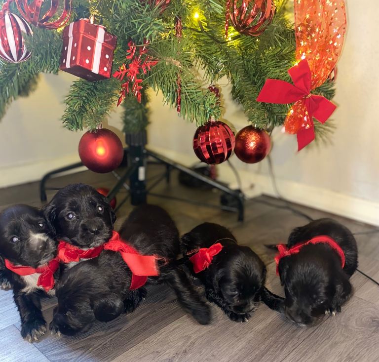 Cocker spaniel puppies 