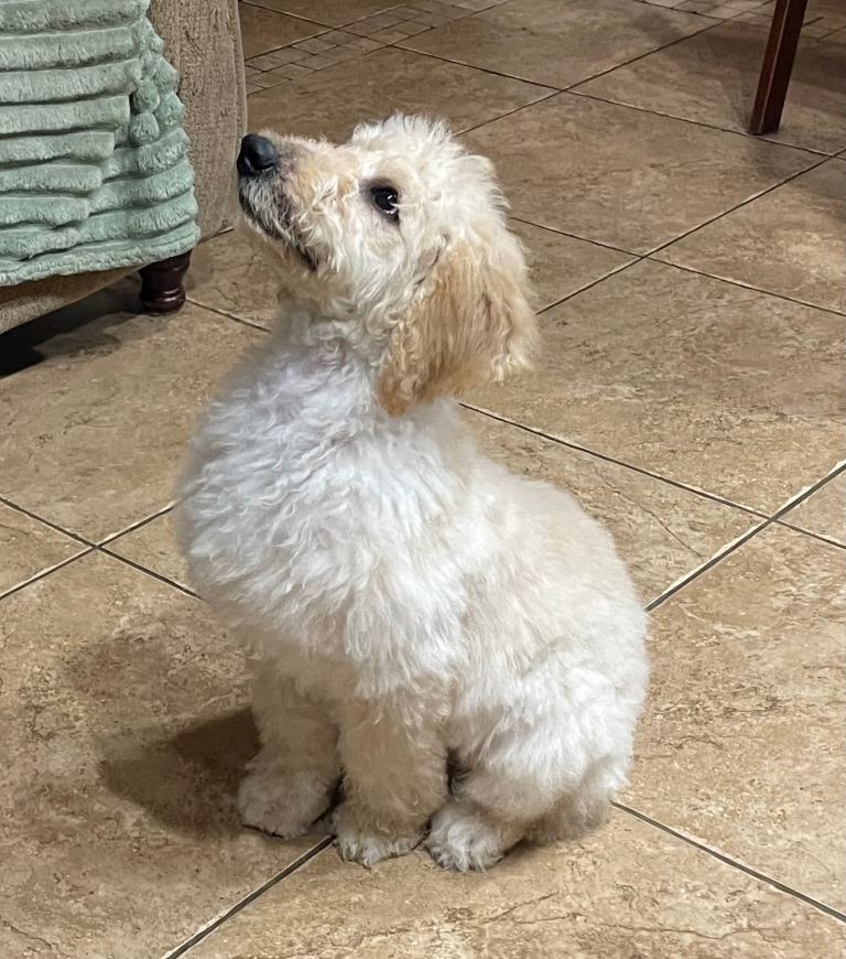 Labradoodle Puppy for sale