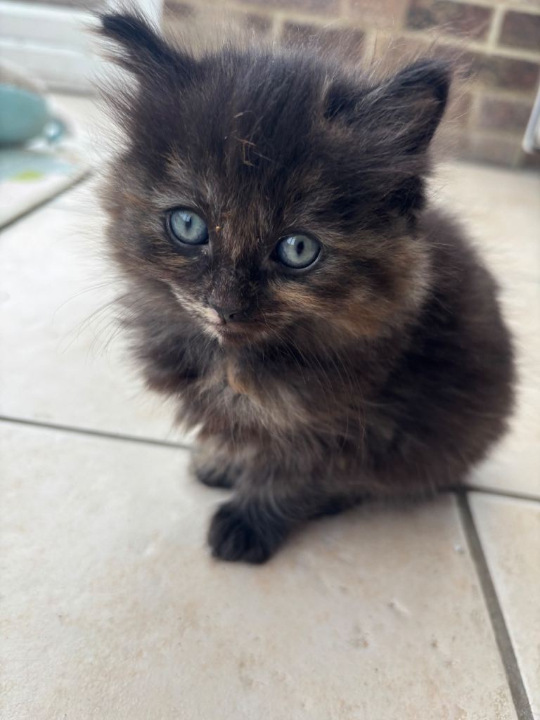 Female Ragdoll X Kitten 