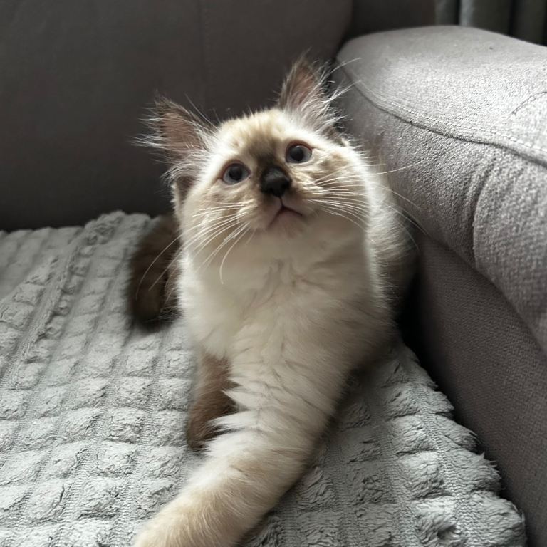 😻Beautiful Purebred Ragdoll Kittens 😻