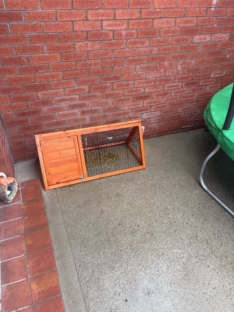 Rabbit hutch, cage and 12 week old rabbit. 
