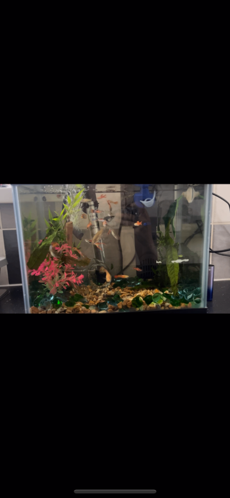 Fish tank for sale 