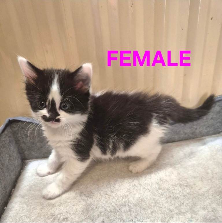 Ragdoll cross kittens READY NOW