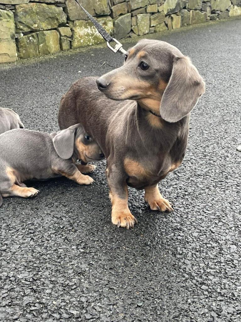 Isabella Miniature Dachshunds