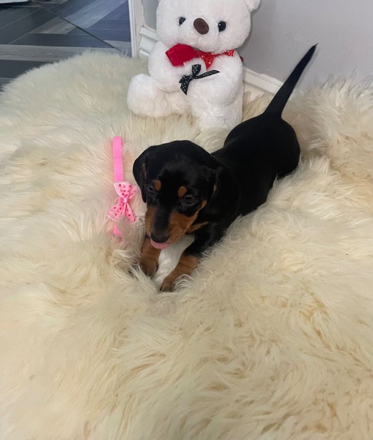 2 Miniature Dachshund Puppies 