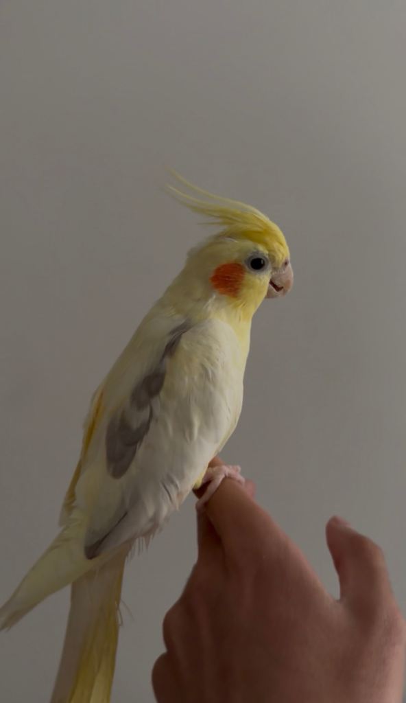 Beautiful hand tamed cockatiels for sale