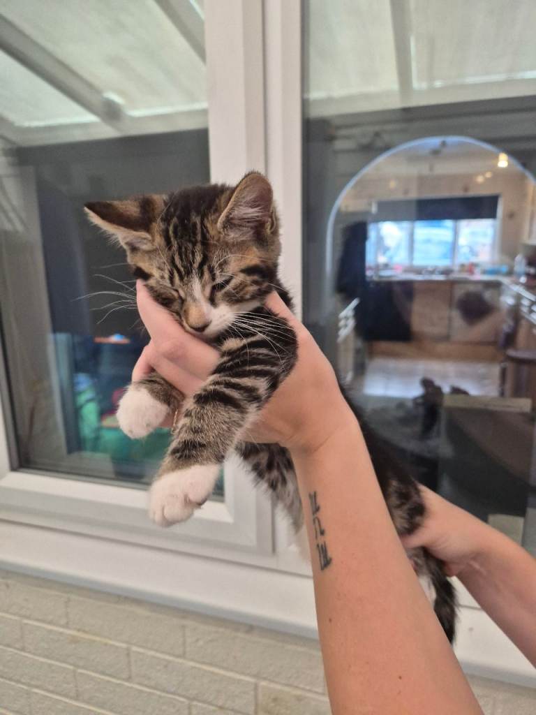 Rehome this lovely kitten