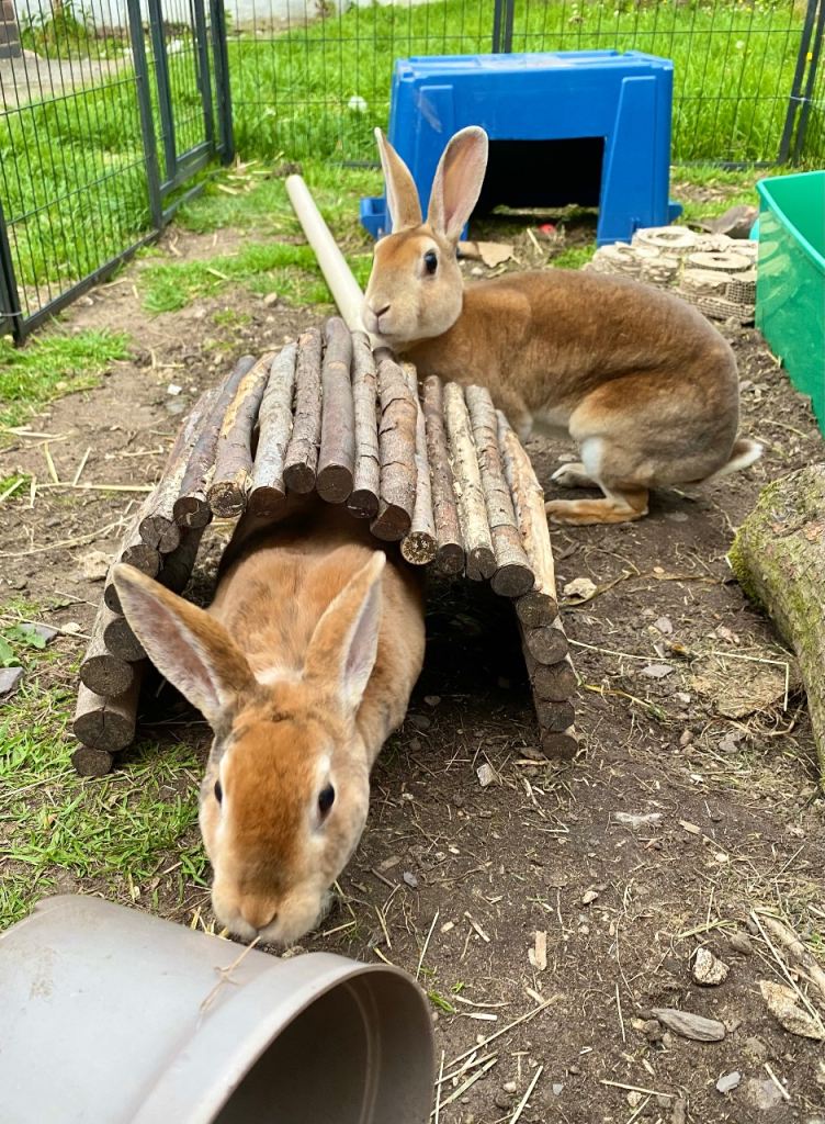 For Sale Bonded, Rex Doe’s