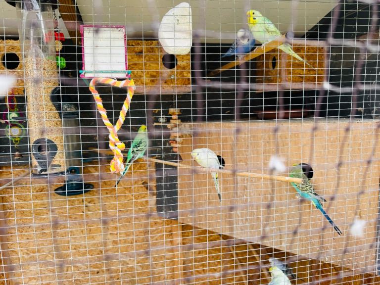 Budgies For Sale 