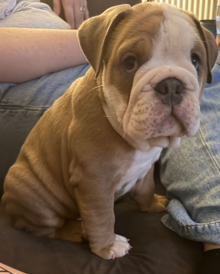 British bulldog male 