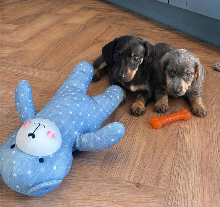 Two adorable Dachshund puppies looking for a new home