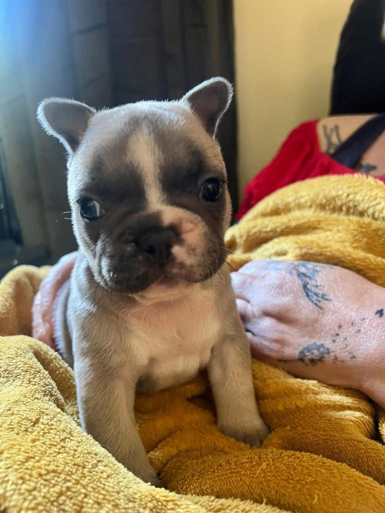 Mixed colours puppies 