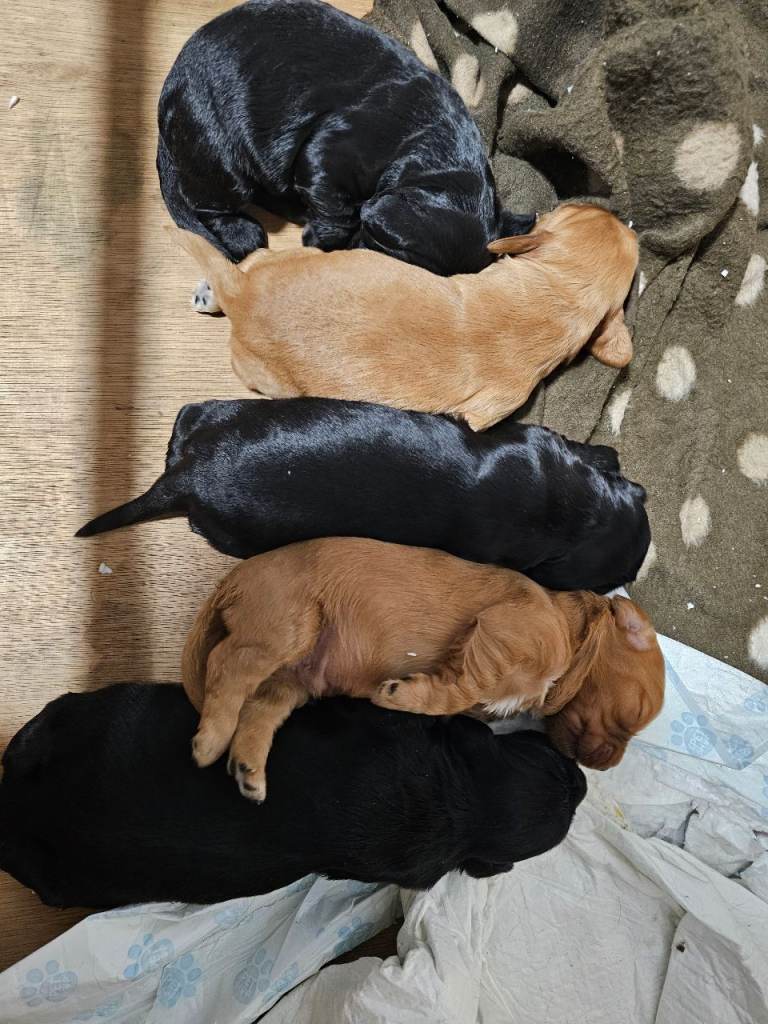 KC registered Cocker spaniel puppies for sale