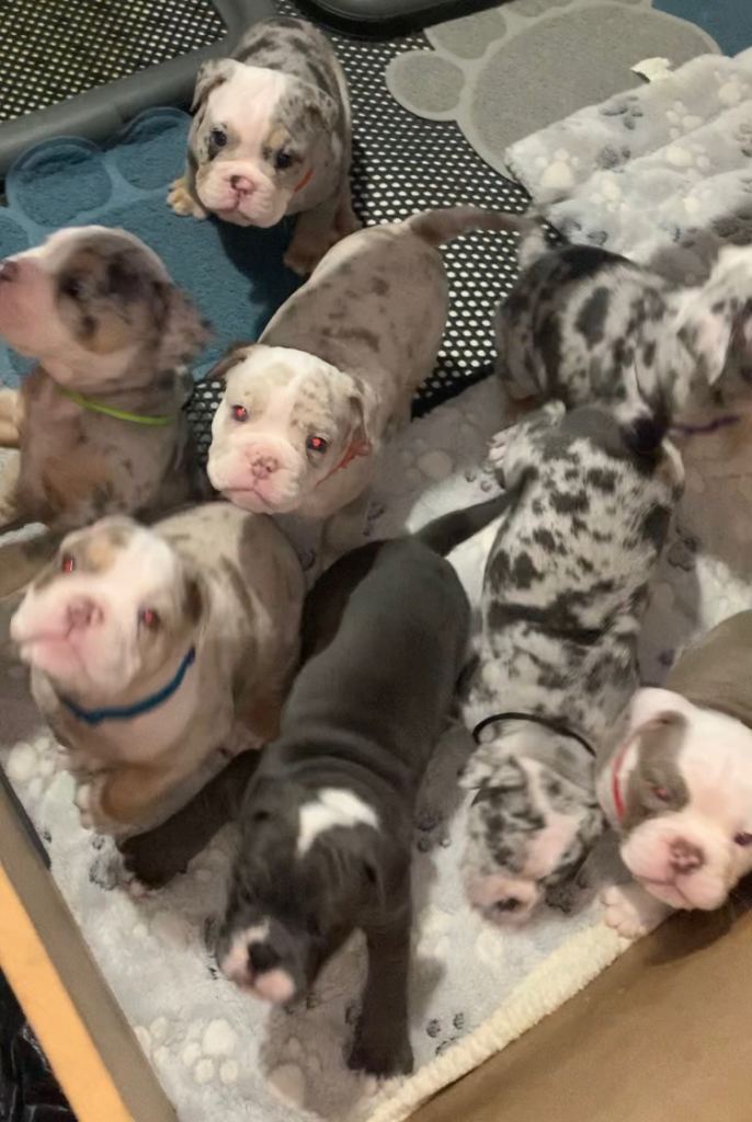 Olde tyme bull dog puppies 