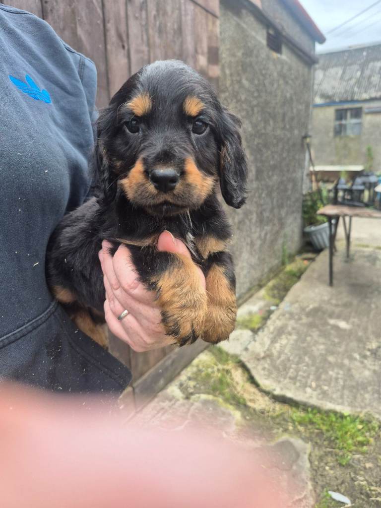 Cocker spaniel pups 