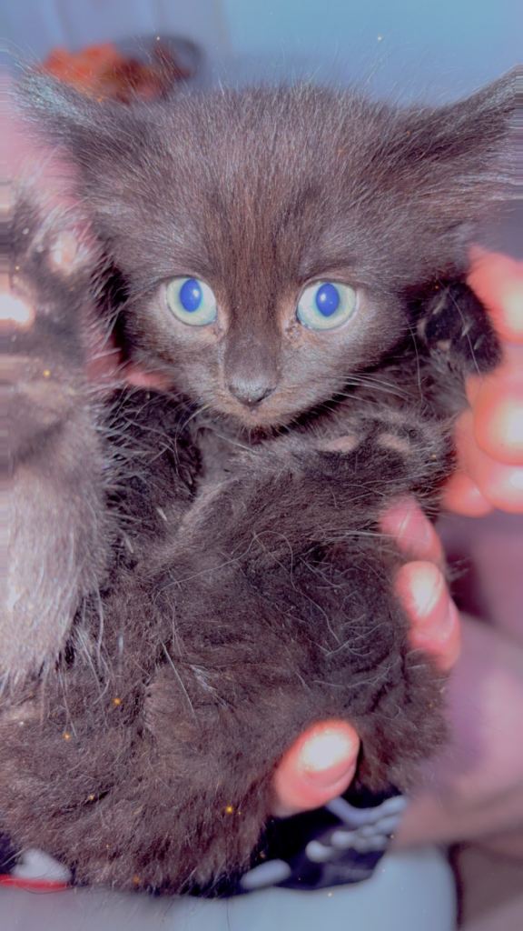 2 females kittens
