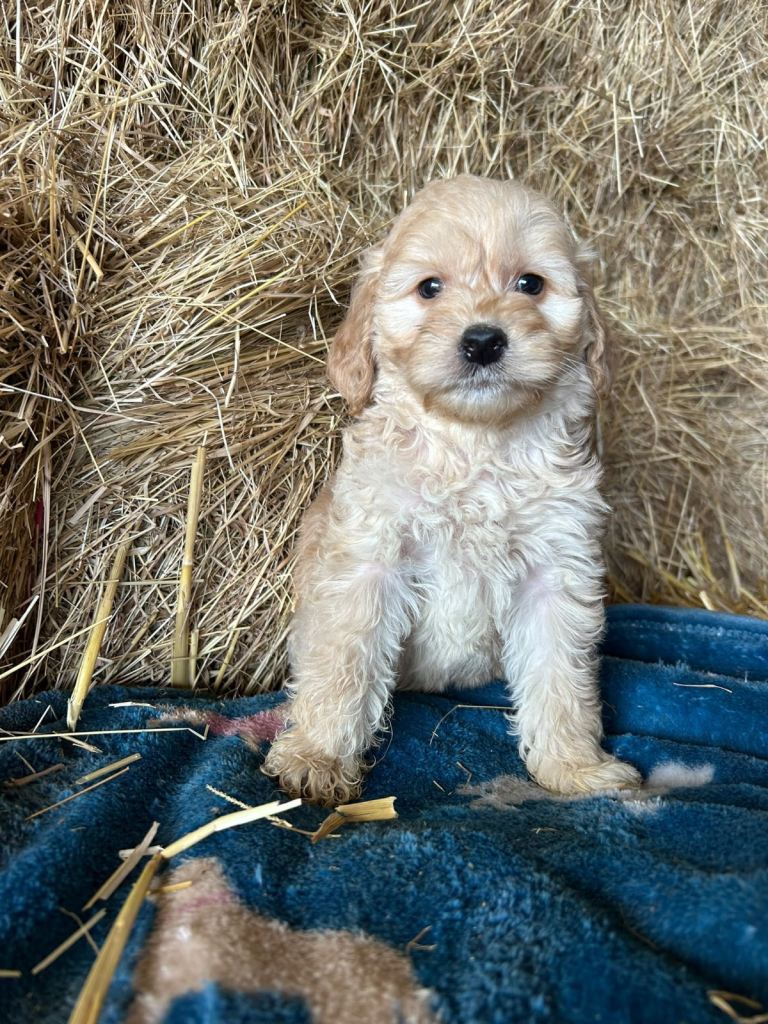 Beautiful cockapoo puppies