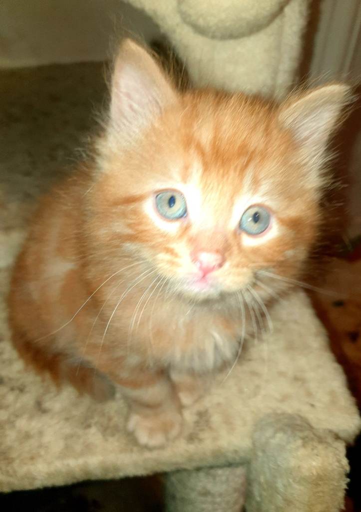 Stunning loving kittens for sale