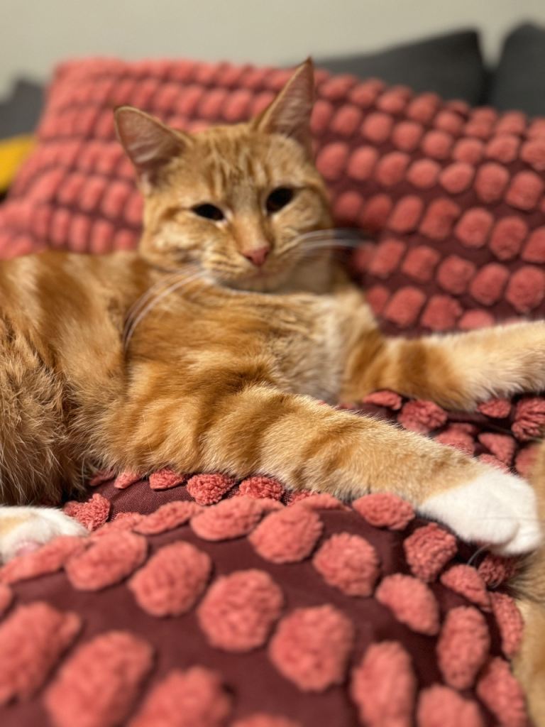 Toffee - Looking for a loving new home 