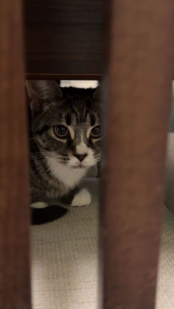 Tabby kitten 