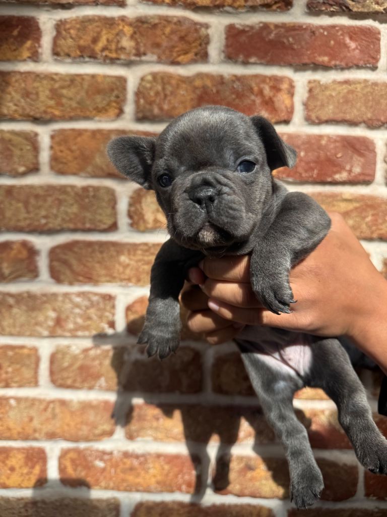 French Bulldog Puppies