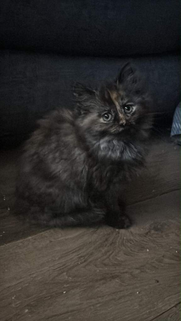 Kittens