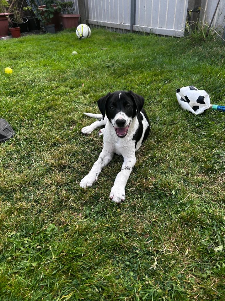 Pending - will update if not taken. Week Old Male Dalmatian Collie Cross Puppy