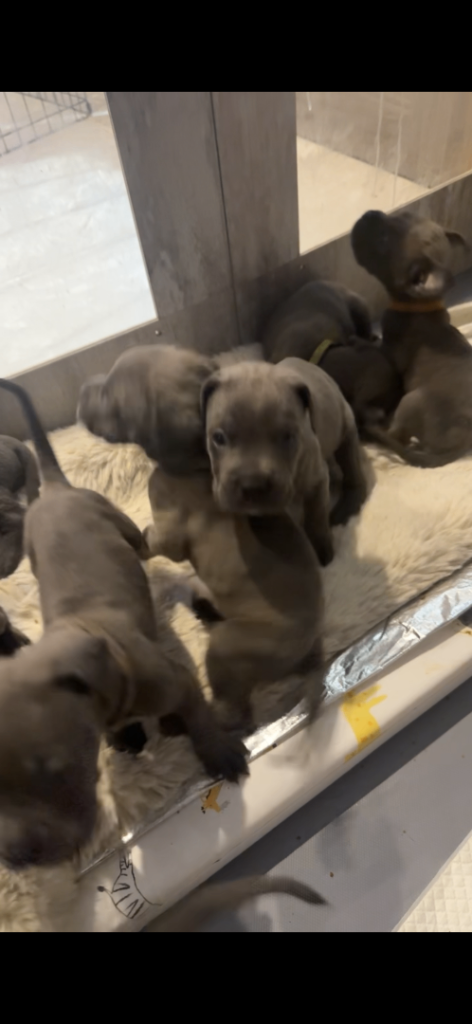 Cane Corso puppies