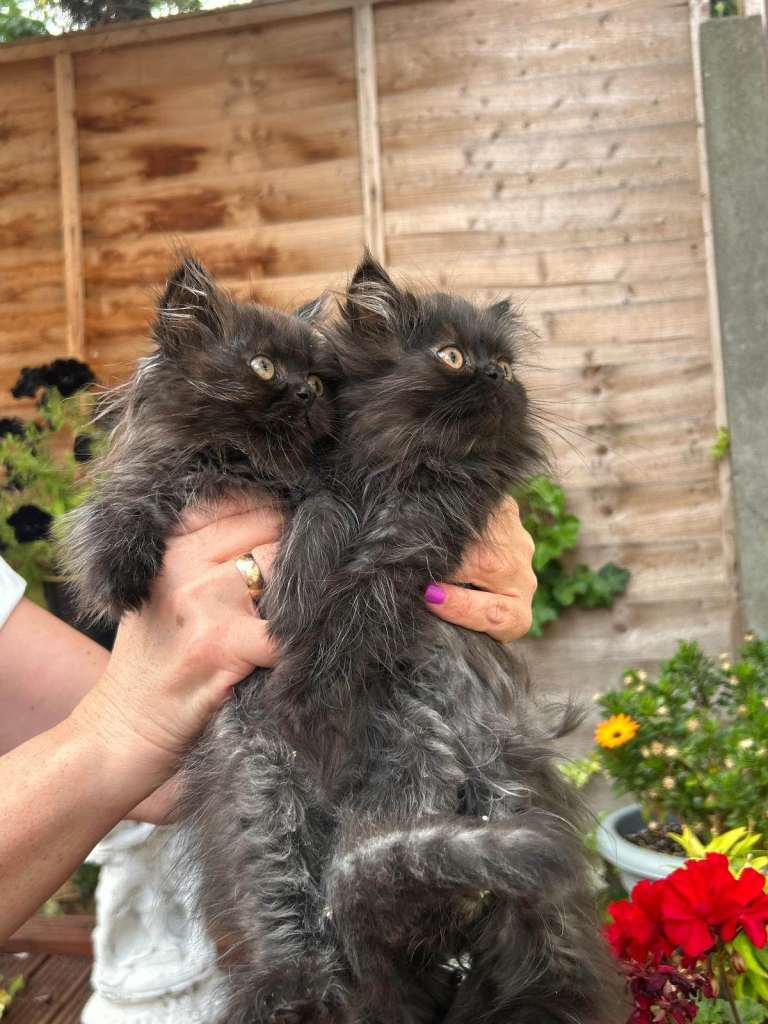 Persian kittens 