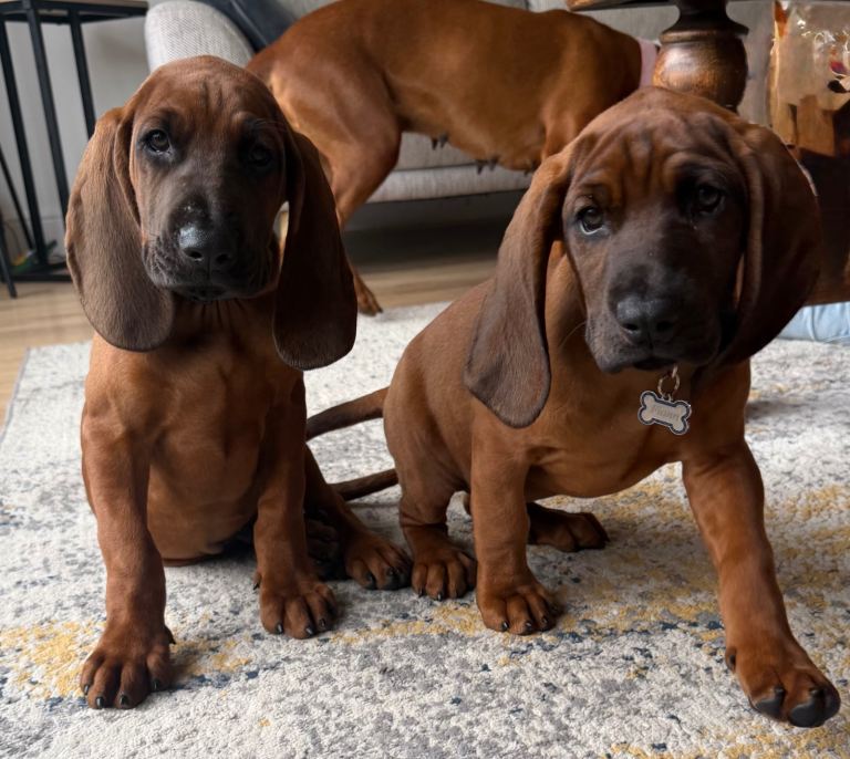 Bavarian Mountain Hound puppies 🐾 IKC Registered 
