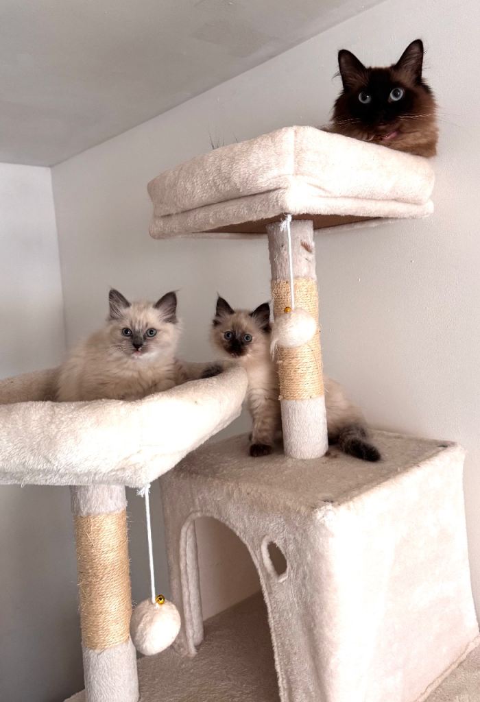 Ragdoll Kittens 