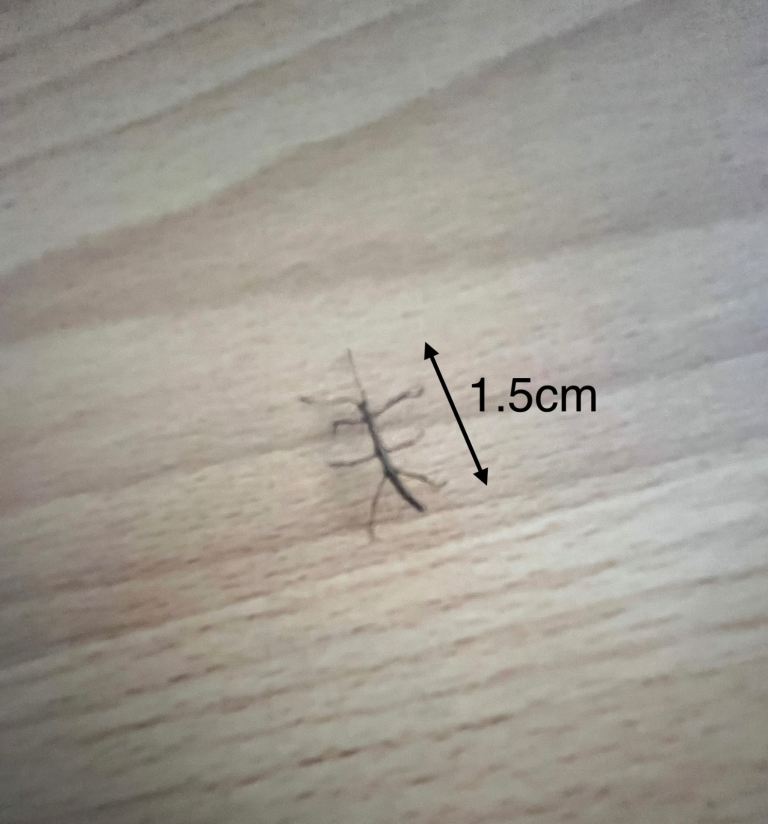 Live Indian Stick Insects – Easy to Care For
