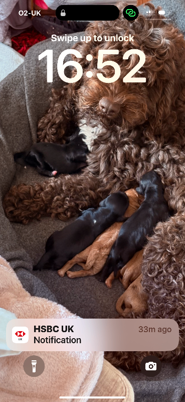 Beautiful cockapoo puppies for sale 