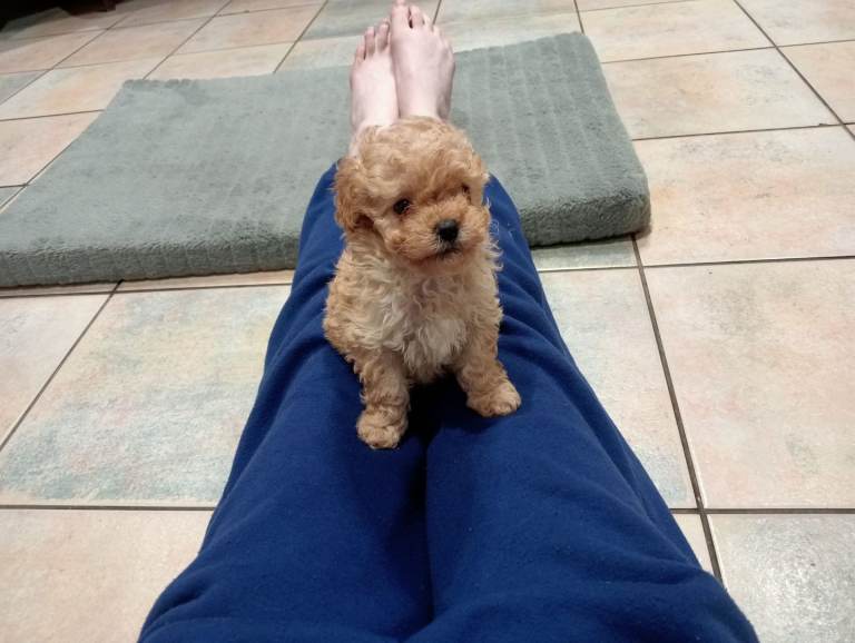 Toy poodle apricot female