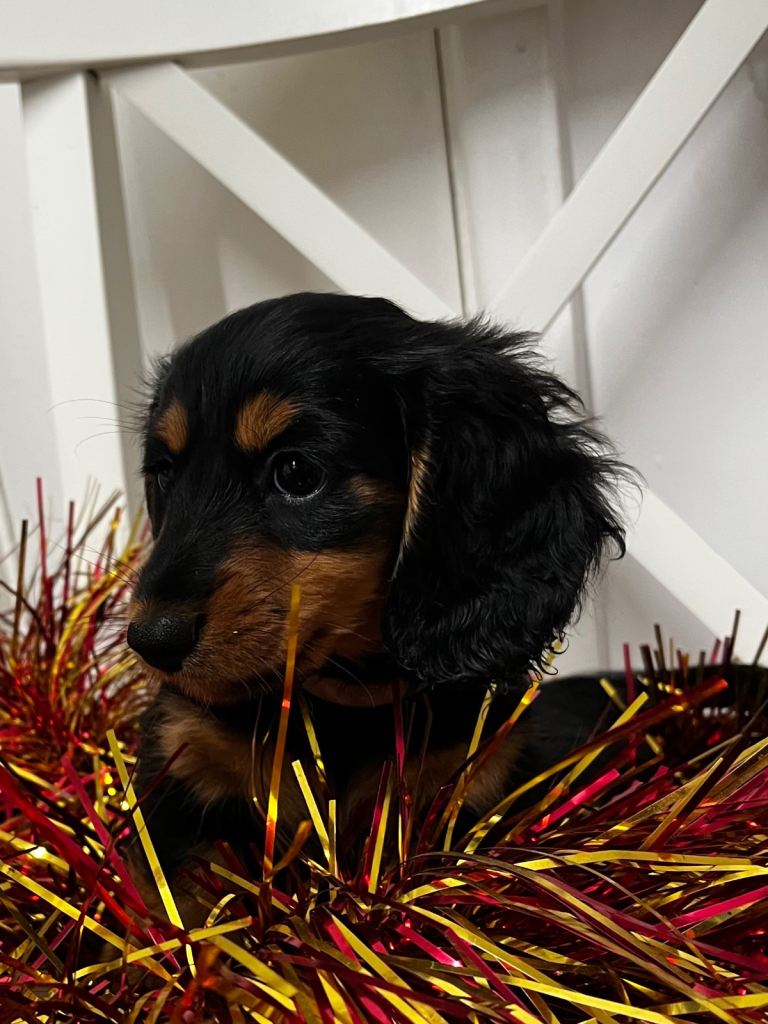 Mini dachshund girl long haired 