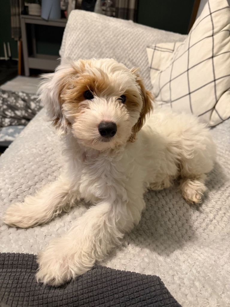 Cockapoo Puppy 11 weeks old