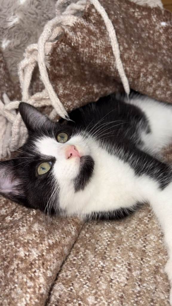 Adorable Black and White male Kitten Ready for a Loving Home.